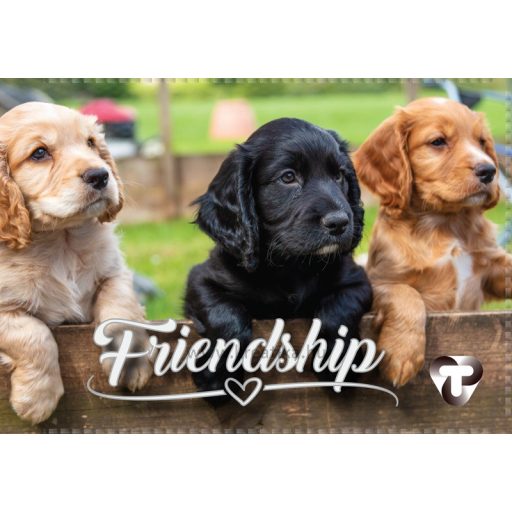 Diákigazolvány tok 4 tasakos T-Creativ vegyes minta