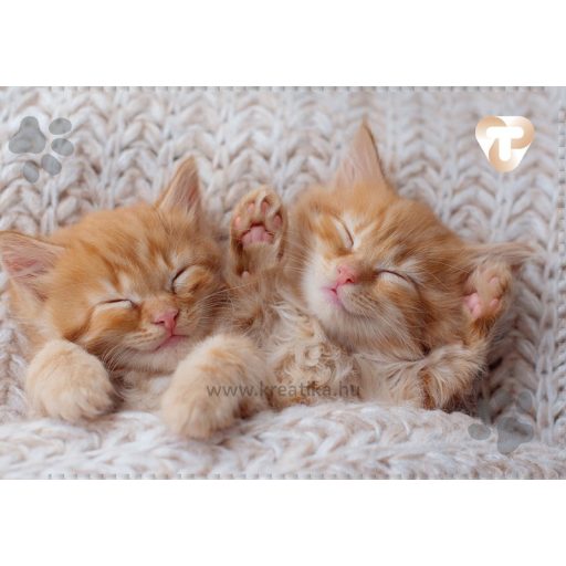 Diákigazolvány tok 4 tasakos T-Creativ vegyes minta