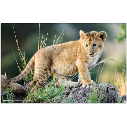 Asztali könyöklő 33x55 cm Herma "Animal Worlds" Afrikai állatok