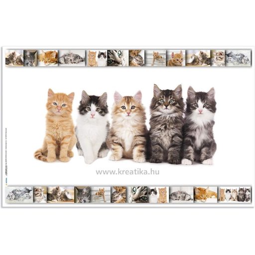 Asztali könyöklő 33x55 cm Herma "Cats