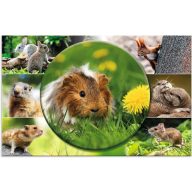   Asztali könyöklő 33x55 cm Herma "Animal Worlds" Rágcsálók