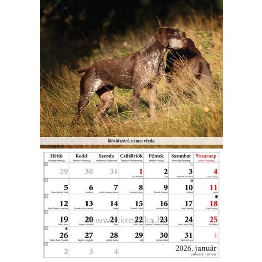 Falinaptár 23x33 cm spirálozott T-Calendar "Vadászkutyák