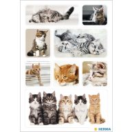 Matrica Herma "Decor" Kitten photos